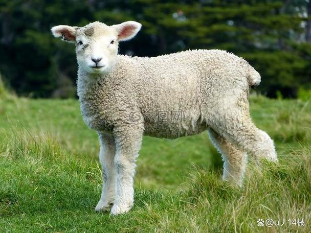 羊是一种被广泛饲养的家畜,羊是哺乳动物,广泛分布在全球各地